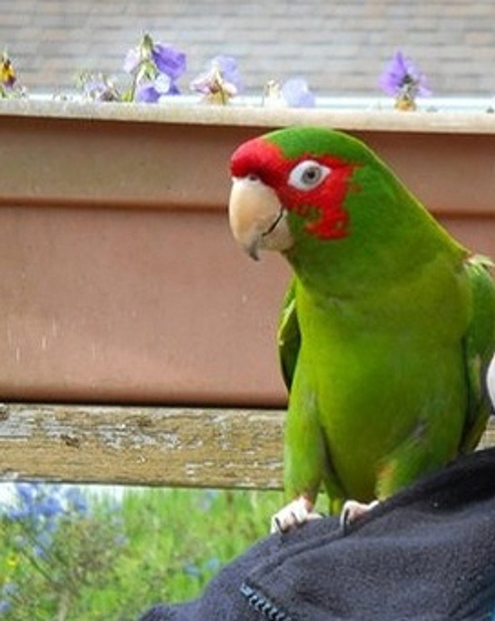 Paco, the handsome mitred conure, makes the family